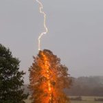Gallery: Lightning Struck Trees (Videos)