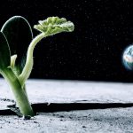 Two leaves sprout on the moon! China’s lunar experiment stuns scientists