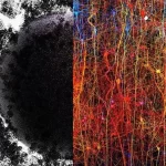Scientists Uncover the Human Brain’s Ability to Construct Structures in 11 Dimensions
