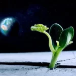Two Leaves Sprouted on Moon Plant in Chinese Experiment, Data Suggests
