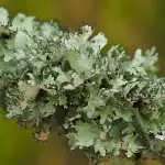 Lichen survived 18 months on the outside of the International Space Station